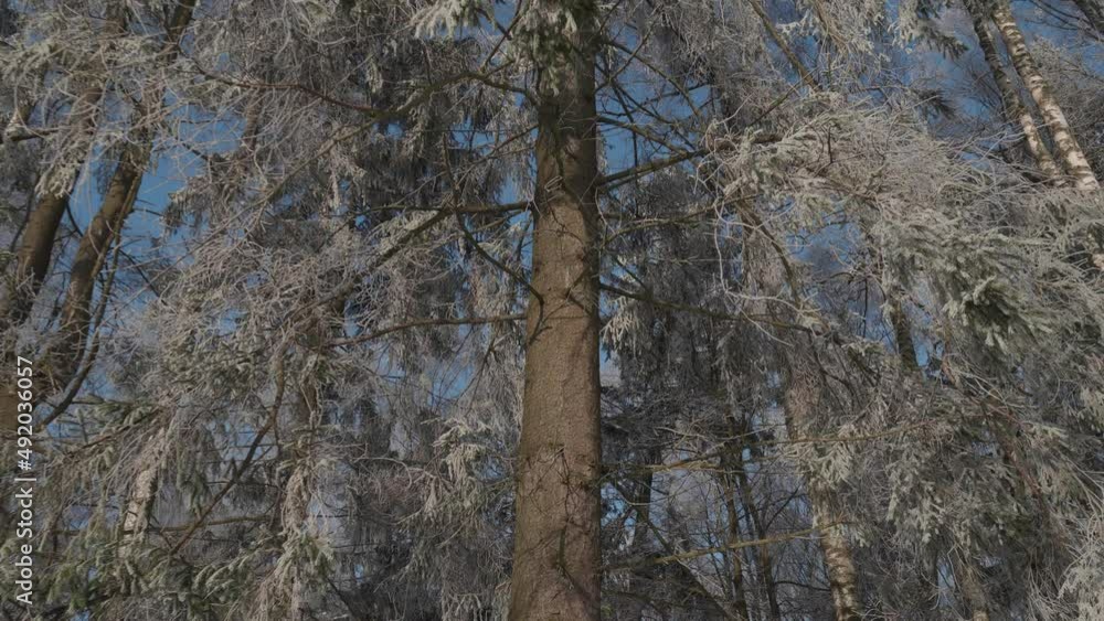 Big fir tree in the forest covered with snow Big fir tree in the forest covered with snow