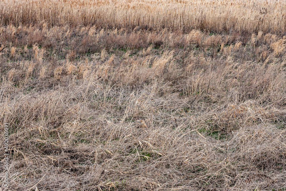 Obraz premium 枯野