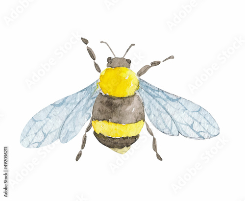 Watercolor botanical little bee. Hand drawn isolated on white.