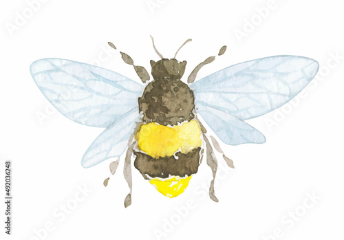 Watercolor botanical little bee. Hand drawn isolated on white.