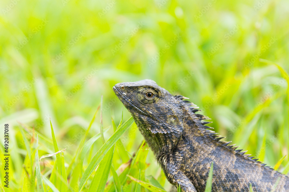 Obraz premium Lizard sitting on grass