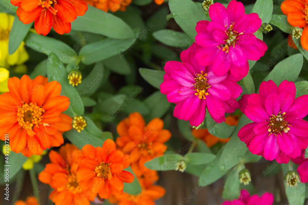 Zinnia floral in garden Zinnia floral in garden