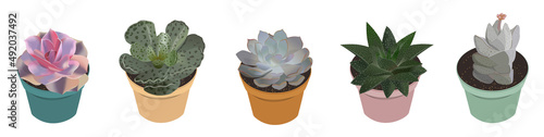 Succulent isolated vector illustration set for decor