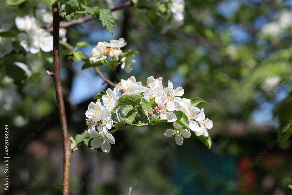 blooming apple tree with bees blooming apple tree with bees