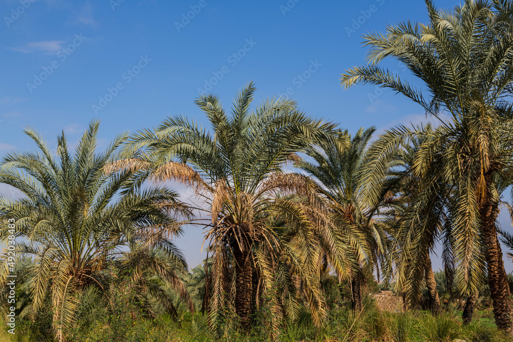 Palm trees in oasis in White desert. Western desert, Egypt Palm trees in oasis in White desert. Western desert, Egypt