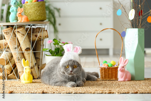 Cute Scottish Fold cat in b...