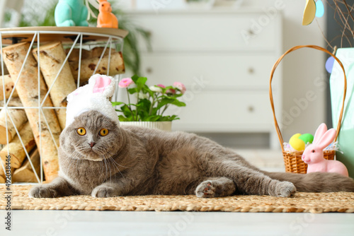 Cute Scottish Fold cat in b...