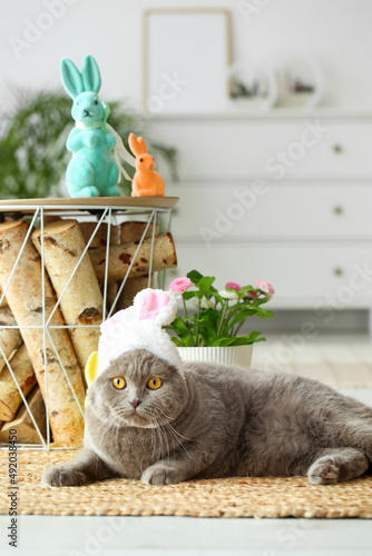 Cute Scottish Fold cat in b...