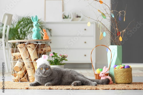 Cute Scottish Fold cat in b...