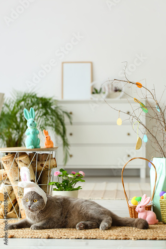 Cute Scottish Fold cat in b...