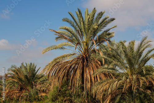 Wallpaper Mural Palm trees in oasis in White desert. Western desert, Egypt Torontodigital.ca
