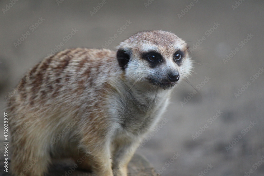 Fototapeta premium meerkat on guard