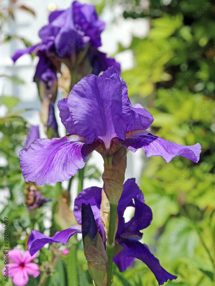 Close up of a purple bearded iris, Derbyshire England
