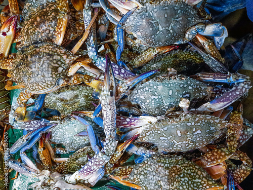 Fresh blue crabs at the seafood market of Saint Martins Island, Bangladesh. Freshly Caught flower crab (Cardisoma guanhumi) at the fish market. photo