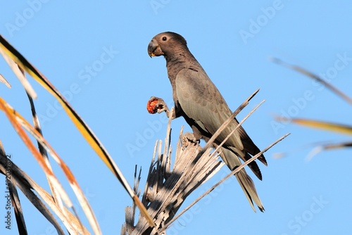 Ein Großer Vasapapagei (Coracopsis vasa), Vasa parrot, bei der Nahrungsaufnahme in einer Palme, Madagaskar. photo