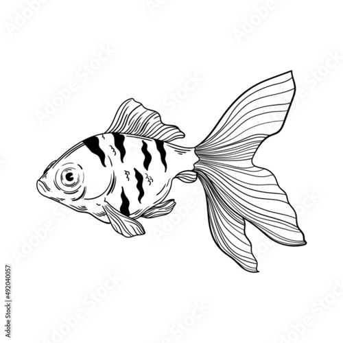 illustration animal lines nature goldfish