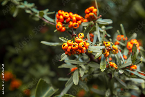 Orange Silver Buffaloberry in closeup. Red berry slightly dried on the bush in the garden. Psychedelic. Silver buffaloberry, Shepherdia argentea. Cowberry berries surrounded by bushes