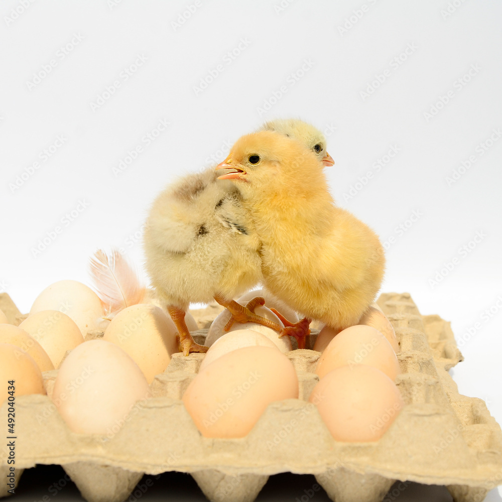 Two small fluffy newborn chicks in packing eggs on white background with copy space. Concept of Easter holiday, newborn, poultry farm. Two small fluffy newborn chicks in packing eggs on white background with copy space. Concept of Easter holiday, newborn, poultry farm.