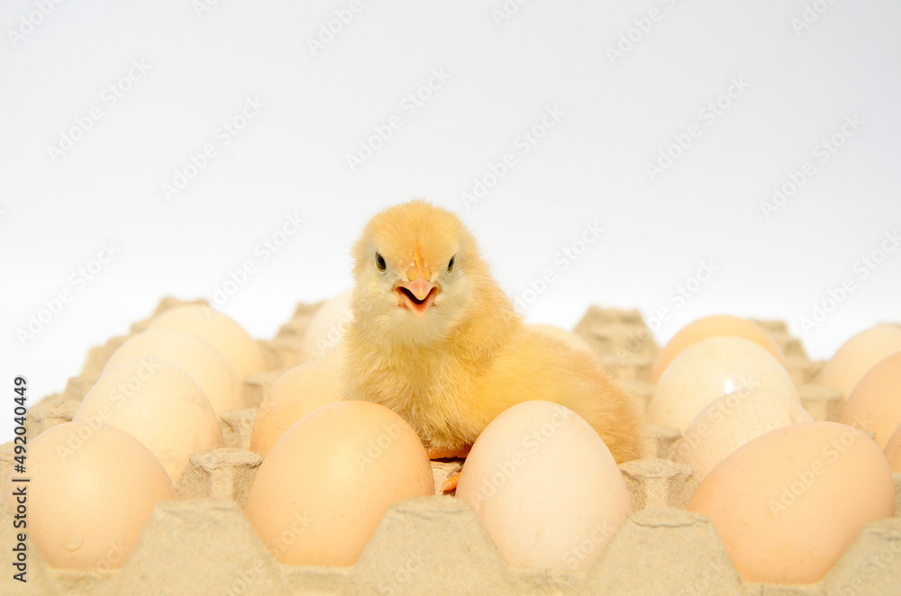 Small fluffy newborn chick in packing eggs on white background with copy space. Concept of Easter holiday, newborn, poultry farm.