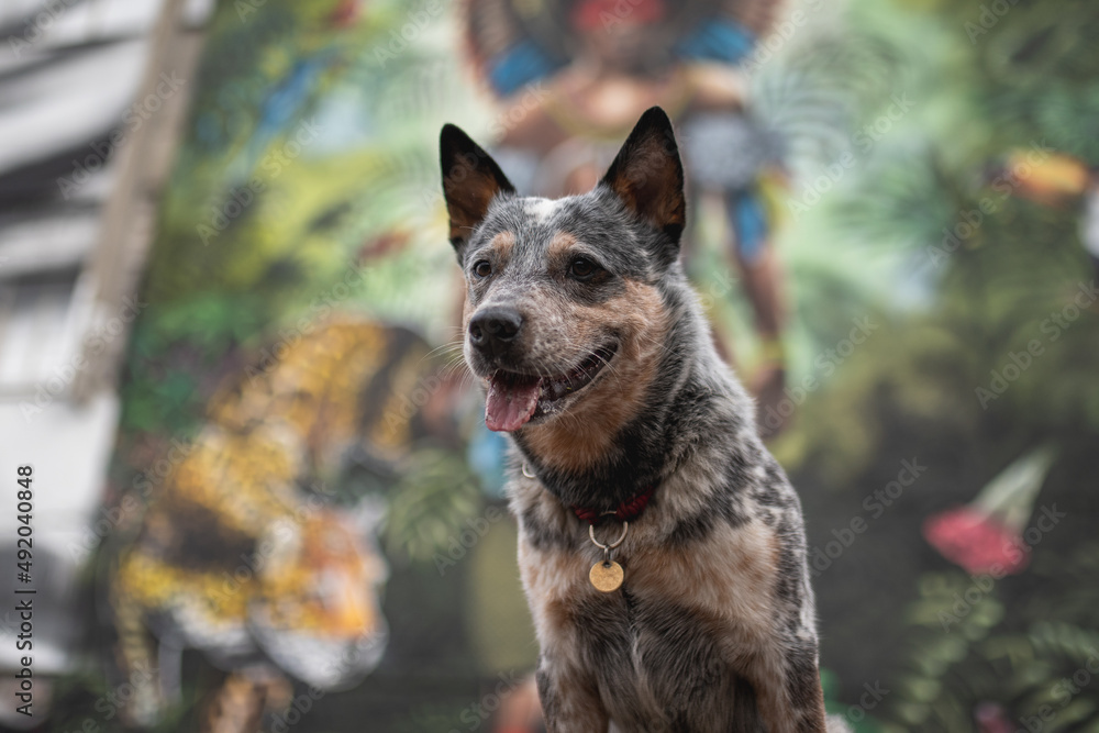 Powerful Australian cattle dog on the background of urban graffiti Powerful Australian cattle dog on the background of urban graffiti