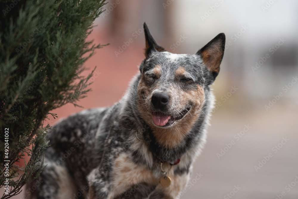 Funny Australian cattle dog on the background of the urban landscape	