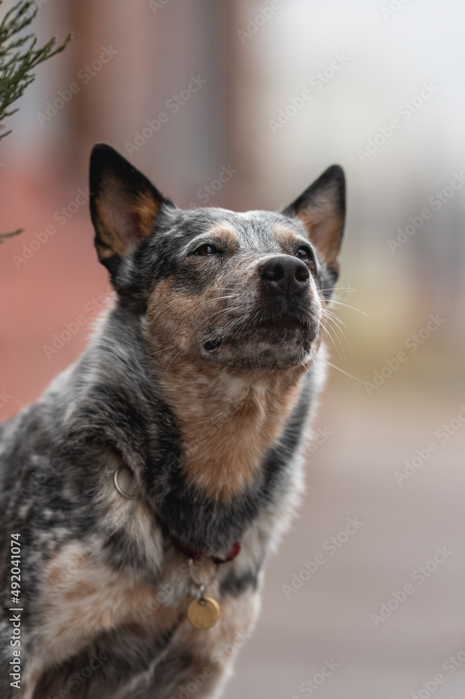 Funny Australian cattle dog on the background of the urban landscape Funny Australian cattle dog on the background of the urban landscape