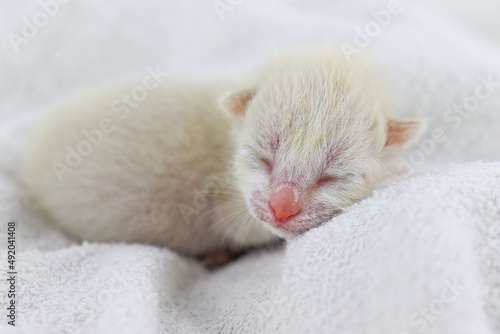 Cute kitten white fur pink nose sleeping in the towel