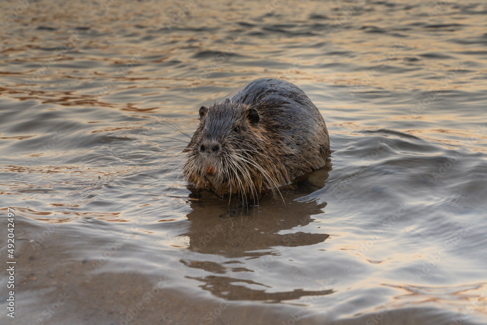 Nutria, auch Biberratte, Wasserratte oder Sumpfbiber genannt, leben in der Nähe von Wasser in selbst gegrabenen Erdhöhlen. Der aus Südamerika stammende, in Gruppen lebende Säuger ist eine invasive Art Nutria, auch Biberratte, Wasserratte oder Sumpfbiber genannt, leben in der Nähe von Wasser in selbst gegrabenen Erdhöhlen. Der aus Südamerika stammende, in Gruppen lebende Säuger ist eine invasive Art