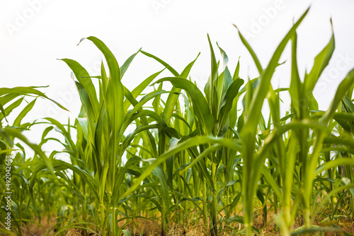 A close-up low angle view of the many green leafy corn plants.
