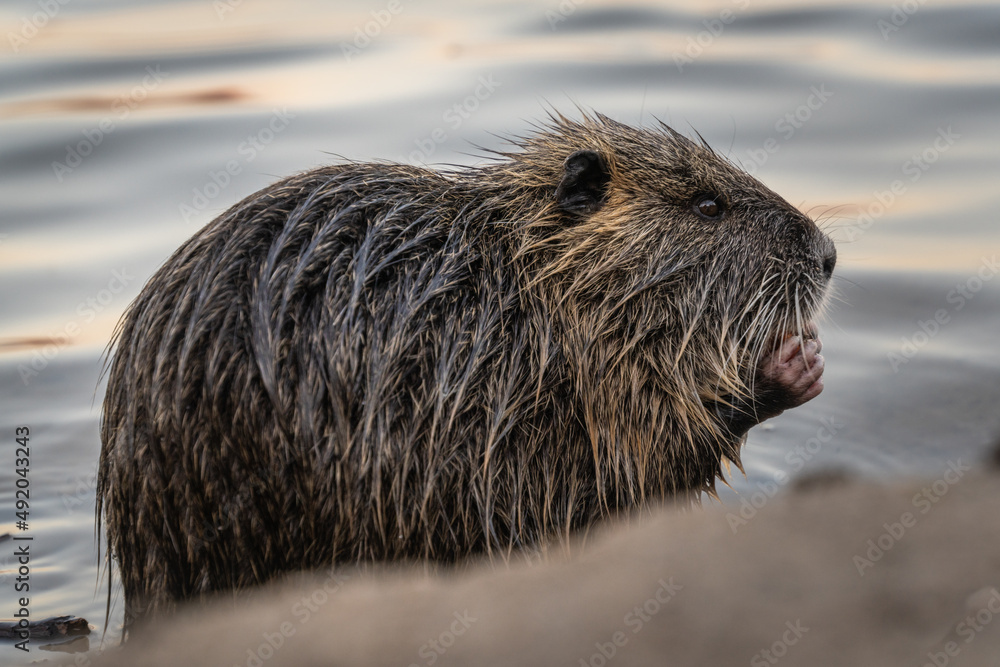 Nutria, auch Biberratte, Wasserratte oder Sumpfbiber genannt, leben in der Nähe von Wasser in selbst gegrabenen Erdhöhlen. Der aus Südamerika stammende, in Gruppen lebende Säuger ist eine invasive Art Nutria, auch Biberratte, Wasserratte oder Sumpfbiber genannt, leben in der Nähe von Wasser in selbst gegrabenen Erdhöhlen. Der aus Südamerika stammende, in Gruppen lebende Säuger ist eine invasive Art