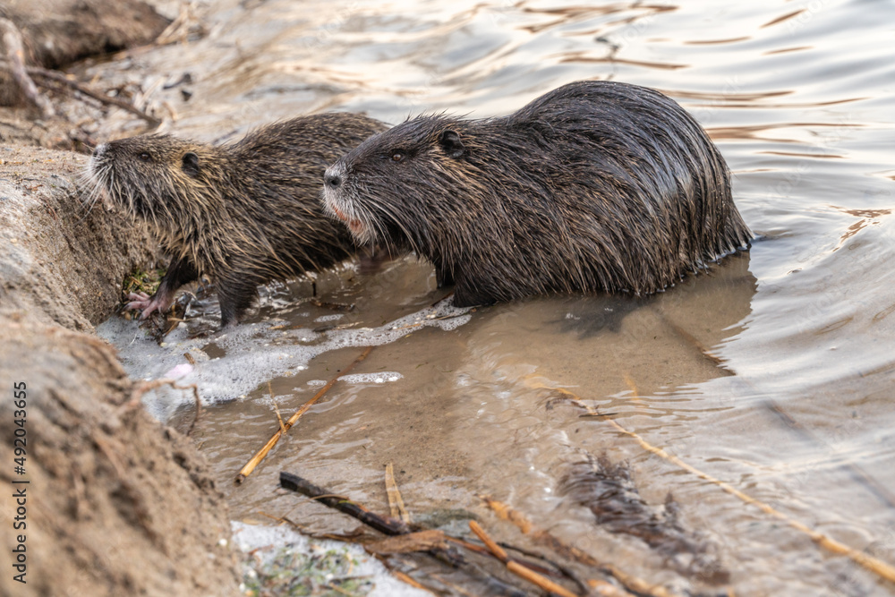 Nutria, auch Biberratte, Wasserratte oder Sumpfbiber genannt, leben in der Nähe von Wasser in selbst gegrabenen Erdhöhlen. Der aus Südamerika stammende, in Gruppen lebende Säuger ist eine invasive Art Nutria, auch Biberratte, Wasserratte oder Sumpfbiber genannt, leben in der Nähe von Wasser in selbst gegrabenen Erdhöhlen. Der aus Südamerika stammende, in Gruppen lebende Säuger ist eine invasive Art
