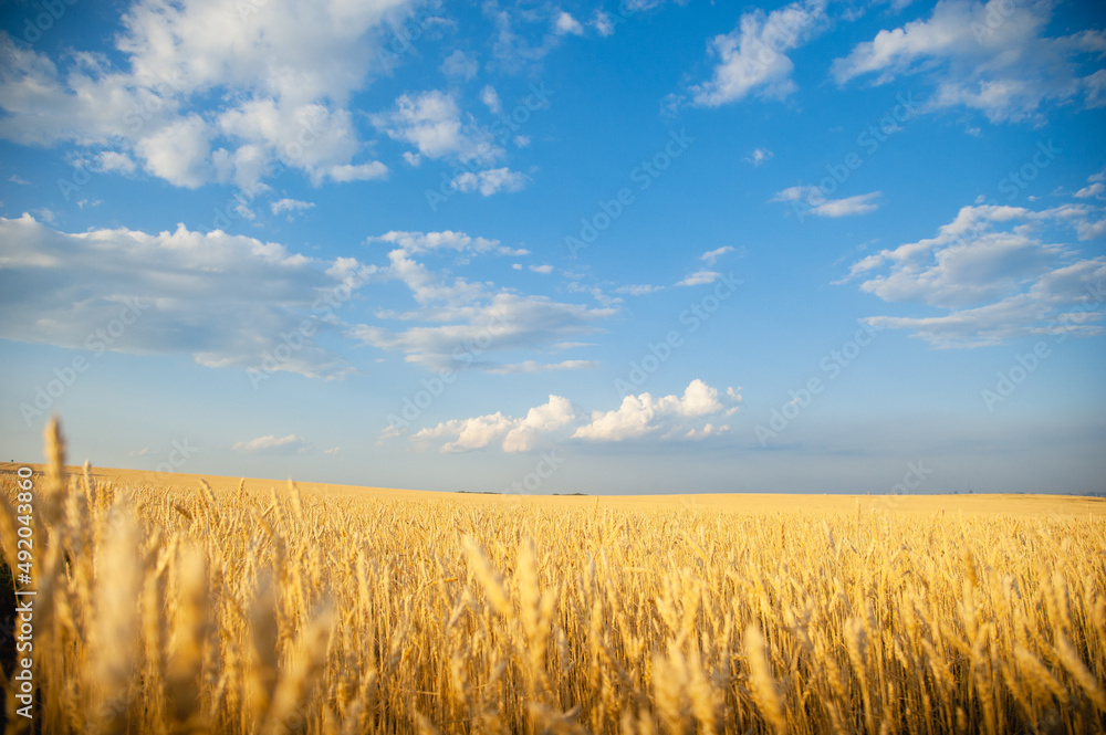 Blue sky over a field of ripe wheat. Time to harvest. Copy Space.