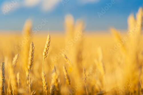 Mature ears of wheat in the photo with a shallow depth of field. Copy Space.