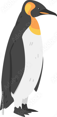 Emperor Penguin as Aquatic Flightless Bird with Flippers for Swimming in Standing Pose