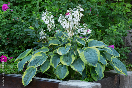 A lush bush of flowering hosta in the garden. Perennial flowers, landscape design. Hosta cultivar Frances Williams