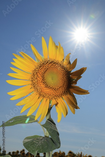 sunflower against blue sky © 拓矢 東
