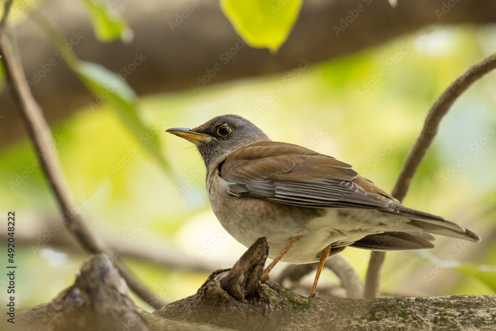 木陰に潜むシロハラ 木陰に潜むシロハラ