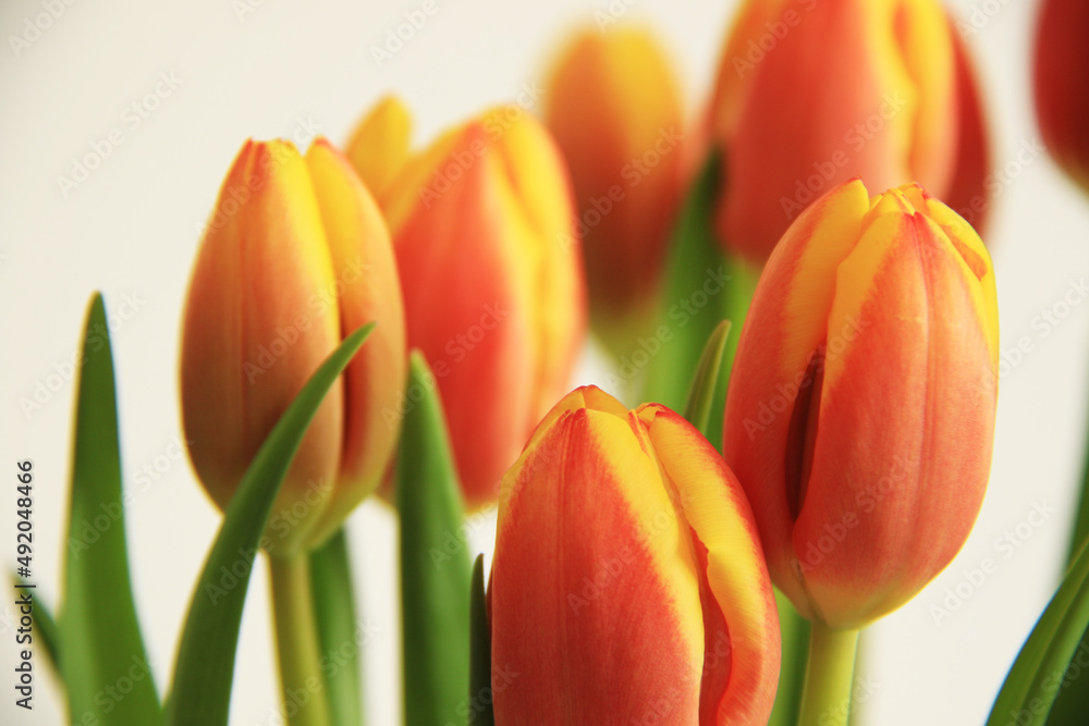 fresh multicoloured yellow and orange tulips fresh multicoloured yellow and orange tulips
