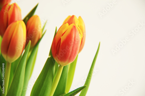 Fototapeta Naklejka Na Ścianę i Meble -  fresh multicoloured yellow and orange tulips