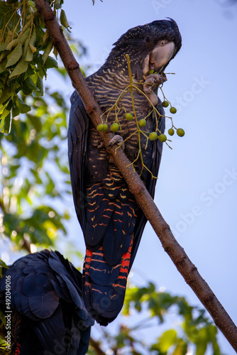 Red-Tailed Black Cockatoo photo