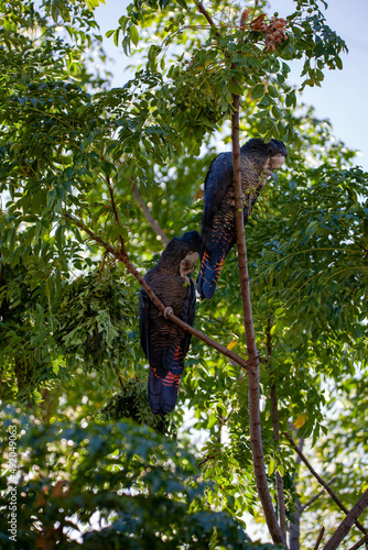 Red-Tailed Black Cockatoo