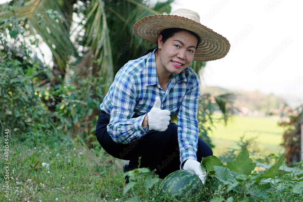 Happy Asian middle-aged woman gardener is picking watermelon fruit at garden.  Concept :  Community plant. Easy living lifestyle. Organic fruits.       