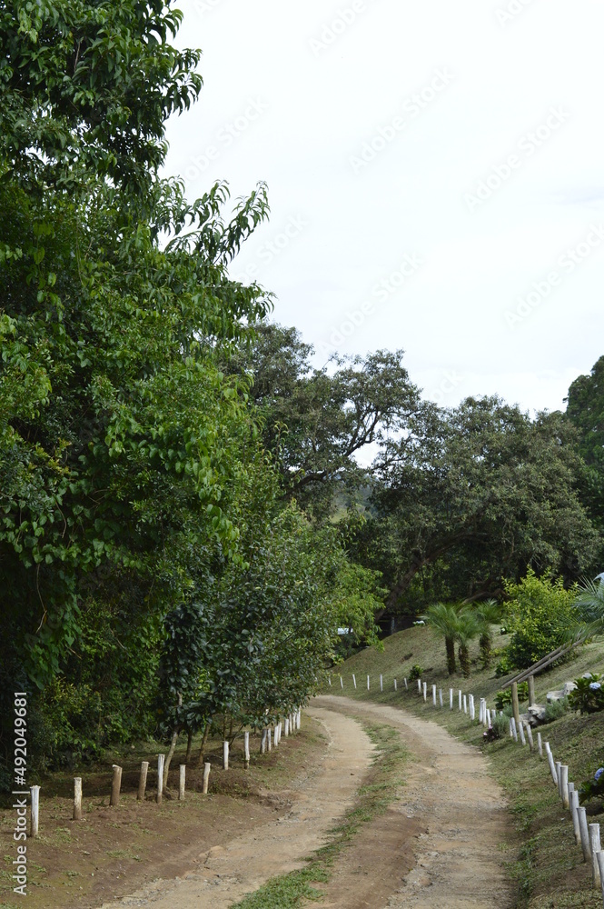 Estrada de terra dentre as árvores