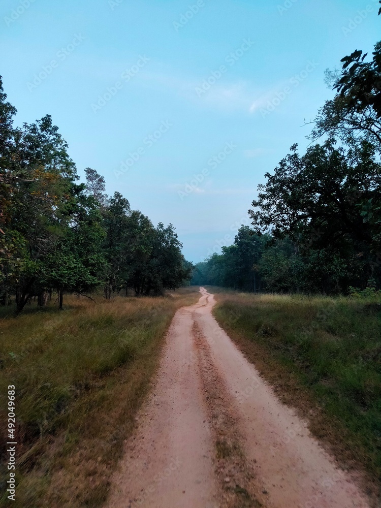 forest road jungle road