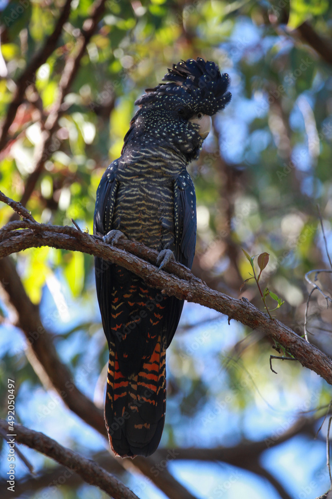 Fotografie Red-Tailed Black Cockatoo