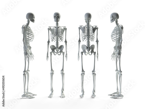 3d render skeleton in four angles medical diagram structure of the skeleton