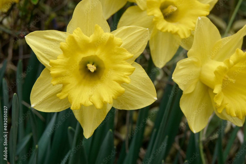 Belle fleur jaune de jonquille Belle fleur jaune de jonquille