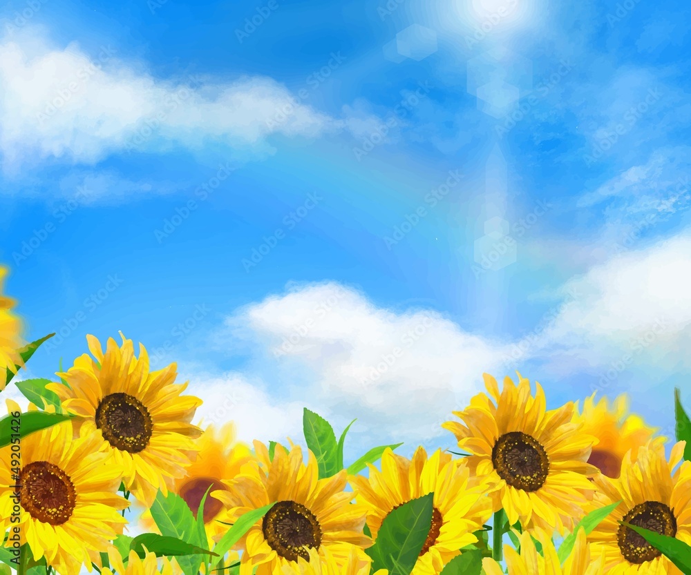 Fototapeta premium 太陽の光が差し込む雲のある青空にかすかな虹と美しいひまわり畑の初夏フレーム背景素材 