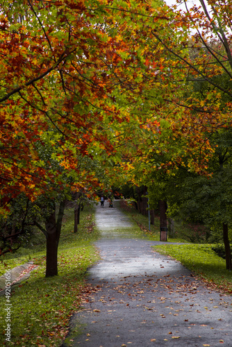 red, orange and yellow autumn leaves. autumn landscape in the forest