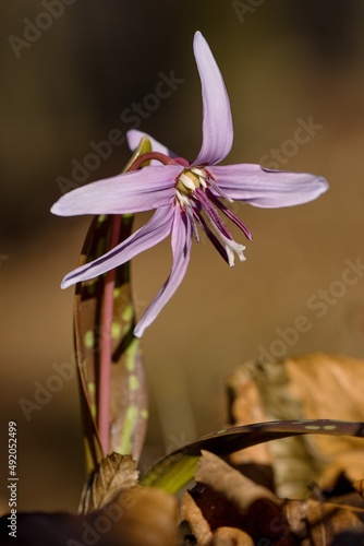 Wallpaper Mural Erythronium dens-canis Torontodigital.ca